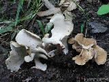 Polyporus melanopus 