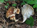 Polyporus melanopus 