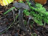 Craterellus cinereus