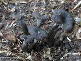 Cantharellus cinereus 