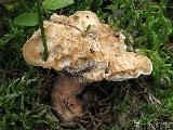 Hydnellum fennicum