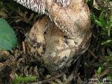 Hydnellum fennicum 