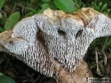 Hydnellum fennicum 