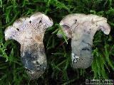 Hydnellum fennicum 