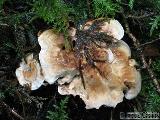 Hydnellum fennicum 