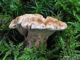 Hydnellum fennicum 