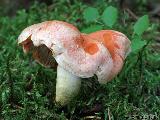 Pholiota astragalina