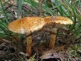 Pholiota lucifera 