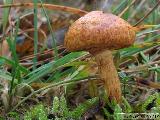 Pholiota lucifera 