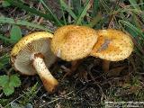 Pholiota lucifera