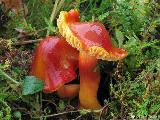 Hygrocybe punicea 