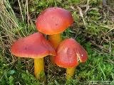 Hygrocybe punicea 