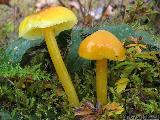 Hygrocybe chlorophana