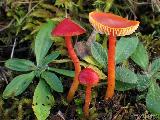 Hygrocybe reidii