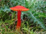 Hygrocybe reidii 