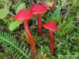 Hygrocybe reidii