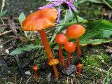 Hygrocybe calciphila