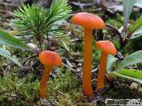 Hygrocybe calciphila 