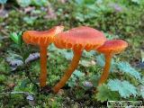 Hygrocybe calciphila 