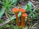 Hygrocybe calciphila