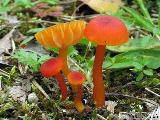 Hygrocybe calciphila 