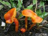 Hygrocybe calciphila 