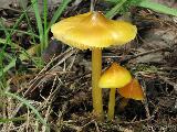 Hygrocybe acutoconica 