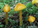 Hygrocybe acutoconica