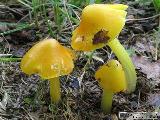 Hygrocybe acutoconica 