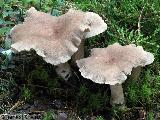 Lactarius mammosus 
