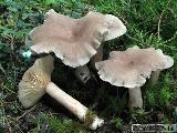 Lactarius mammosus 