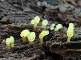 Calocera glossoides