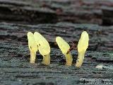 Calocera glossoides