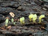 Calocera glossoides 