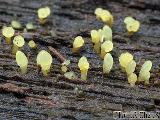 Calocera glossoides 