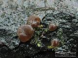 Pachyella babingtonii