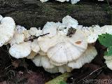 Trametes pubescens