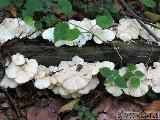 Trametes pubescens