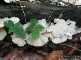 Trametes pubescens 