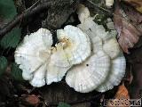 Trametes pubescens 