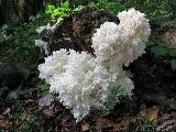 Hericium clathroides 
