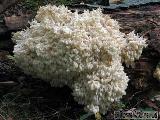 Hericium clathroides 