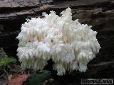 Hericium clathroides 