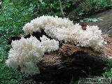 Hericium clathroides 