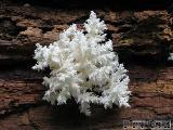 Hericium clathroides 