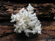 foto Tomáš Chaluš foto Tomáš Chaluš