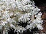 Hericium clathroides 