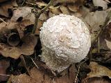 Lycoperdon mammaeforme