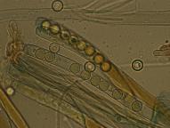 foto Tomáš Chaluš foto Tomáš Chaluš