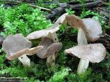 Helvella solitaria